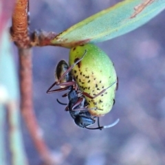 Camponotus suffusus at Aranda Bushland - 12 May 2024 03:22 PM