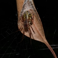 Phonognatha graeffei (Leaf Curling Spider) at WendyM's farm at Freshwater Ck. - 29 Apr 2023 by WendyEM