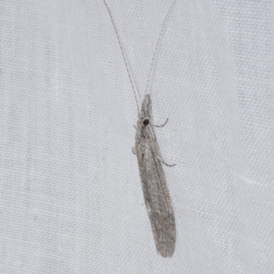 Trichoptera (order) at WendyM's farm at Freshwater Ck. - 26 Apr 2023 by WendyEM