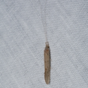 Trichoptera (order) at WendyM's farm at Freshwater Ck. - 25 Apr 2023 11:59 PM