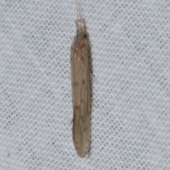 Trichoptera (order) at WendyM's farm at Freshwater Ck. - 25 Apr 2023 11:59 PM