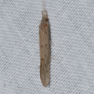 Trichoptera (order) at WendyM's farm at Freshwater Ck. - 25 Apr 2023 11:59 PM