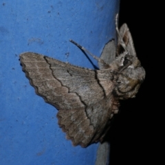 Hypobapta tachyhalotaria (Varied Grey) at WendyM's farm at Freshwater Ck. - 25 Apr 2023 by WendyEM