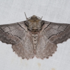 Hypobapta tachyhalotaria (Varied Grey) at WendyM's farm at Freshwater Ck. - 25 Apr 2023 by WendyEM