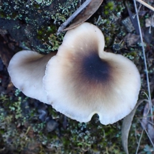 Omphalotus nidiformis at Aranda Bushland - 14 May 2024