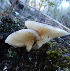 Omphalotus nidiformis at Aranda Bushland - 14 May 2024