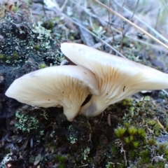 Omphalotus nidiformis at Aranda Bushland - 14 May 2024