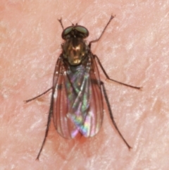 Diptera (order) at WendyM's farm at Freshwater Ck. - 7 Apr 2023 by WendyEM