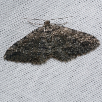 Aponotoreas dascia (Dascia Carpet) at WendyM's farm at Freshwater Ck. - 25 Apr 2023 by WendyEM