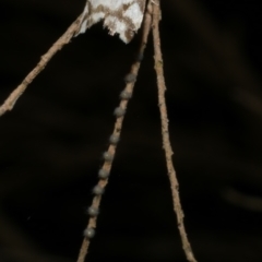 Chiriphe dichotoma at WendyM's farm at Freshwater Ck. - 17 Apr 2023 01:15 AM