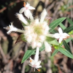 Pimelea linifolia (Slender Rice Flower) at Wollemi National Park - 19 May 2024 by RobParnell