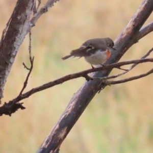 Petroica boodang at Tharwa, ACT - 11 May 2024 12:31 PM