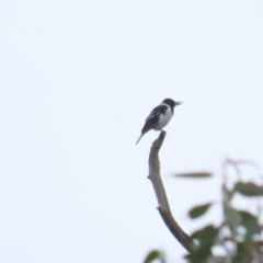 Cracticus nigrogularis at Tharwa, ACT - 11 May 2024