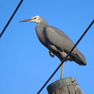 Egretta novaehollandiae at Griffith, ACT - 23 May 2024