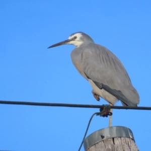 Egretta novaehollandiae at Griffith, ACT - 23 May 2024