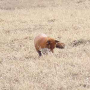 Vulpes vulpes at QPRC LGA - 25 May 2024 10:51 AM