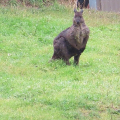 Osphranter robustus robustus (Eastern Wallaroo) at Tharwa, ACT - 11 May 2024 by BenW