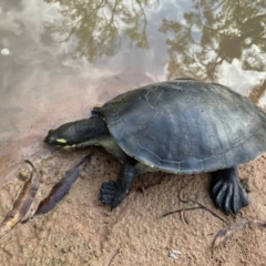 Emydura macquarii krefftii (Krefft's Turtle) at Pacific Haven, QLD - 26 May 2024 by donjohnston