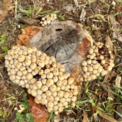 Coprinellus micaceus group at Curtin, ACT - 26 May 2024 by JW