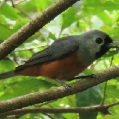 Monarcha melanopsis (Black-faced Monarch) at Mystery Bay, NSW - 23 Jan 2024 by RobParnell