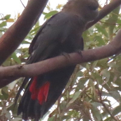 Calyptorhynchus lathami lathami (Glossy Black-Cockatoo) at Mystery Bay, NSW - 17 Jan 2024 by RobParnell