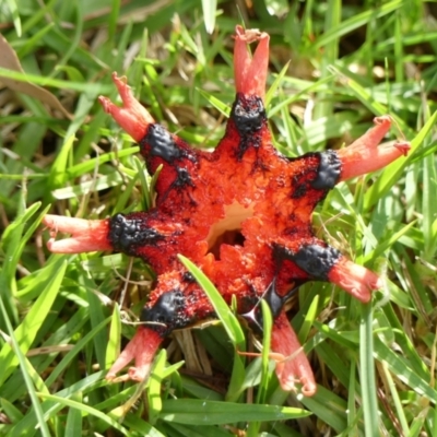 Aseroe rubra (Anemone Stinkhorn) at Wingecarribee Local Government Area - 25 May 2024 by Curiosity