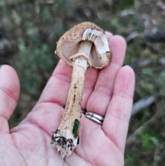 Macrolepiota clelandii (Macrolepiota clelandii) at Jerangle, NSW - 25 May 2024 by Csteele4