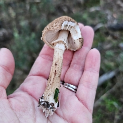 Macrolepiota clelandii (Macrolepiota clelandii) at Jerangle, NSW - 25 May 2024 by Csteele4