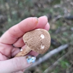 Macrolepiota clelandii at Jerangle, NSW - 25 May 2024 04:49 PM