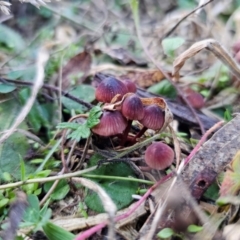 Mycena kuurkacea (Bleeding Mycena) at Jerangle, NSW - 25 May 2024 by Csteele4