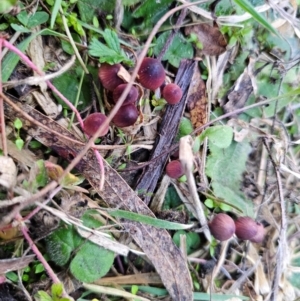 Mycena kuurkacea at Jerangle, NSW - 25 May 2024 04:19 PM