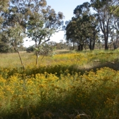 Hypericum perforatum (St John's Wort) at Mount Majura - 5 Dec 2005 by waltraud