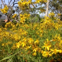 Hypericum perforatum at Mount Majura - 5 Dec 2005