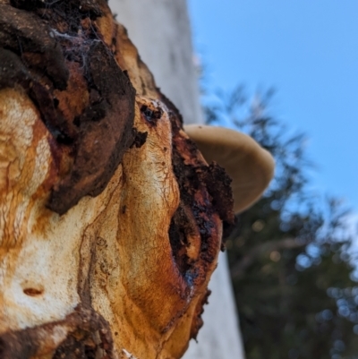 Phellinus sp. (non-resupinate) (A polypore) at Evatt, ACT - 26 May 2024 by rbannister