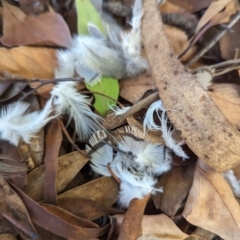 Ocyphaps lophotes at Evatt, ACT - 27 May 2024 11:02 AM