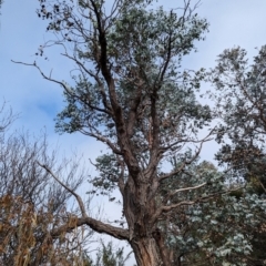 Amyema pendula subsp. pendula at Evatt, ACT - 26 May 2024