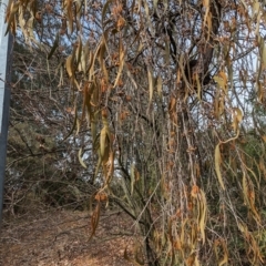 Amyema pendula subsp. pendula at Evatt, ACT - 26 May 2024 10:40 AM