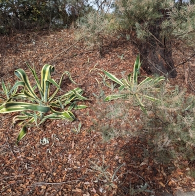 Agave americana (Century Plant) at Evatt, ACT - 26 May 2024 by rbannister