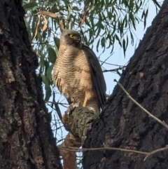 Accipiter fasciatus (Brown Goshawk) at Evatt, ACT - 26 May 2024 by rbannister