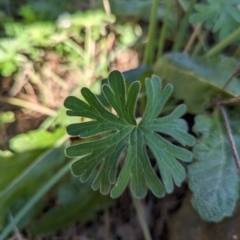 Geranium solanderi var. solanderi at Bullen Range - 23 May 2024 08:46 AM