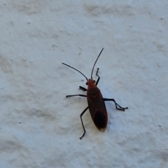 Lygaeidae (family) (Seed bug) at Goulburn, NSW - 26 May 2024 by trevorpreston