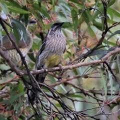 Anthochaera carunculata (Red Wattlebird) at Wodonga - 25 May 2024 by KylieWaldon