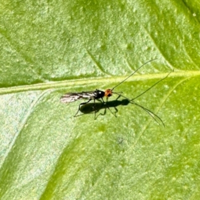 Unidentified True fly (Diptera) at Aranda, ACT - 26 May 2024 by KMcCue