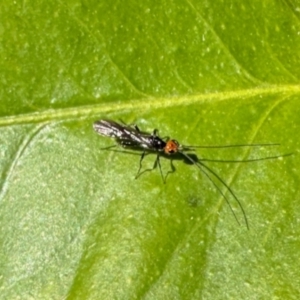 Braconidae (family) at GG182 - 26 May 2024 12:16 PM