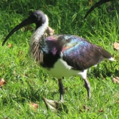 Threskiornis spinicollis (Straw-necked Ibis) at Barton, ACT - 26 May 2024 by RobParnell