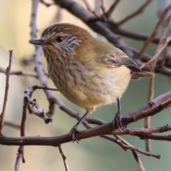 Acanthiza lineata (Striated Thornbill) at Wodonga - 26 May 2024 by KylieWaldon