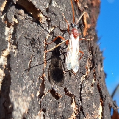 Myrmecia nigriceps (Black-headed bull ant) at Springrange, NSW - 13 May 2024 by JenniM