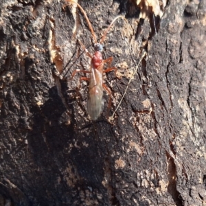 Myrmecia nigriceps at Springrange, NSW - 13 May 2024 12:40 PM