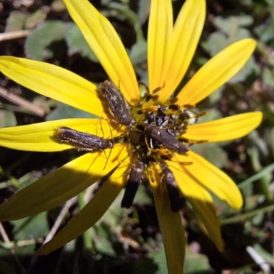 Scythrididae (family) (Tropical Longhorned Moth) at Mount Majura - 13 May 2024 by JenniM