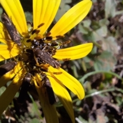 Scythrididae (family) at Mount Majura - 13 May 2024